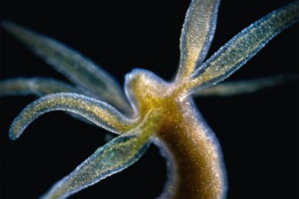 Как зайти на kraken маркетплейс