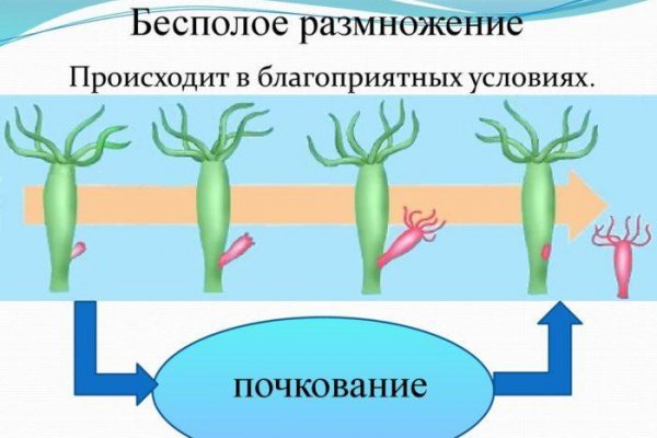 Ссылка на кракен не работает