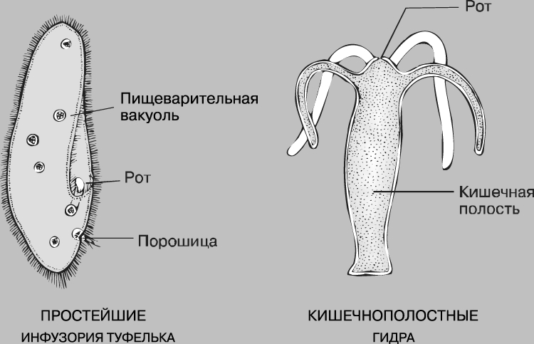 Даркнет кракен отзывы о платформе